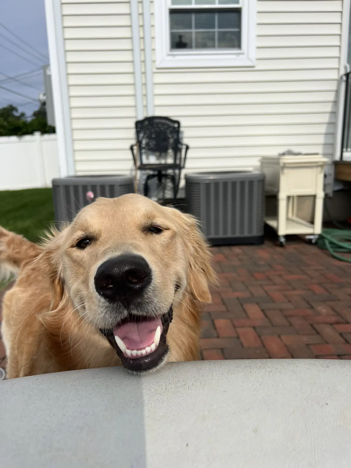 too many treats have me feeling some type of way🤭 #goldenretriever #rigatonithegolden #dogsoftiktok 