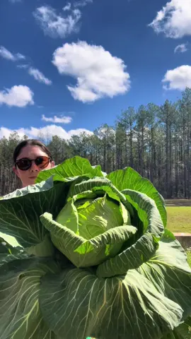 Not bad considering I neglected it most of the season… #cabbage #growingvegetables #vegetable  #gardening #plants #Love #homestead #gardenproject #foryou #gardentok #fyp #garden #gardening101  #vegetablegarden #veggies #harvest #bounty #huge #bigvegetables #louisianagardening #mastergardenersoftiktok #mastergardener #lmg 