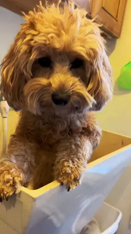 #dog #cavapoo #dogsbathtime 