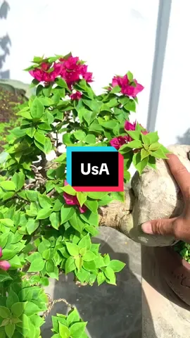 Hoa giấy Mỹ #bonsai #xuhuongtiktok #câycảnh #hoagiay 