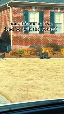 I was scared to deliver to this house #turkeyvulture #foryou #amazondriver #amazon #fyp 