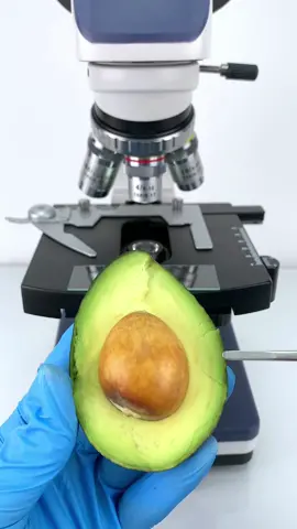 Would you dare to eat avocado magnified 400 times?#microscope 