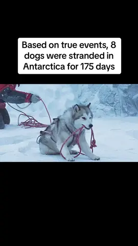 Based on true events, 8 dogs were stranded in Antarctica for 175 days #film #usa_tiktok #movie #usatiktok #dogs 
