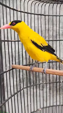 Selamat pagi dulurrr... habis mandi di angin angin kan  sekarang udah ganteng nih si buble benya... . salam sobat gacor mania y lur untuk masteran yg lebih panjang durasinya silahkan klik bio akun you tube saya y lurr....  . #masterankepodang #kepodangindonesia #kepodangemasgacor #kepodang #kicaumanianusantara #burungkicauindonesia #masteranburung #kepodangbali 