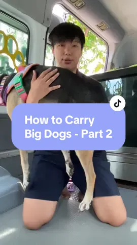 We’re back with another way for you to safely carry your medium to big-sized dogs. Let us know how this works for you! 🐾 . . . #doghealth #hydrotherapy #pettherapy #petwellness #hydrotherapyforpets  #seniordogs #petfitness    #furparents 