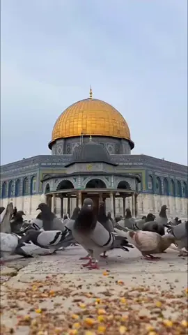 #حمام #القدس في #المسجد_الاقصى #صباح #اليوم #الجمعة  #جمعة_مباركة 