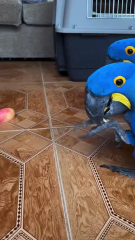 Hoy #expoterrariarepost de @claudioeindigo ・・・ 🧿🧿🧿🧿🧿🧿🧿 #hyacinth #hyacinthmacaw #guacamayoazul #guacamayo #anodorhynchushyacinthinus  #bluemacaws #matogrosso #brazil #loro #parrot #guacamayo #guacamaya #cockatooofinstagram #guacamayojacinto #macawparrot #macawlover #macawlove #lorosdeinstagram #guacamayasencaracas #guacamayas #papagayo #repost 
