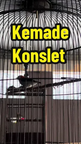 Kemade konslet #masteran #masteranmuraibatu #kemade #bangcit #talokan #citbang 