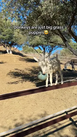 Donate to help us care for our many rescued donkeys🥹🙏 #donkey #animalsanctuary #fyp #rescue 