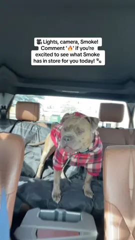 🎥 Lights, camera, Smoke! Comment '🔥' if you're excited to see what Smoke has in store for you today! 🐾  #bigsmokeamericanbully #AmericanBullyLove #DogsofTikTok #doglover 