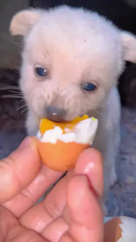 Dog eats runny egg yolk #dog #cute #fly #tiktok 