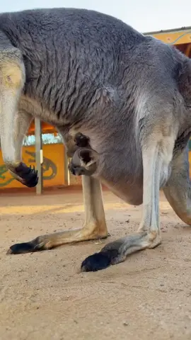 kangaroo 🦘🦘🦘 #kangaroo #animal #animalsoftiktok #animallover #wildlife 