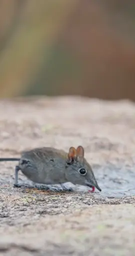 Elephant shrew drinking from tiniest puddle: incredible sighting! 😍