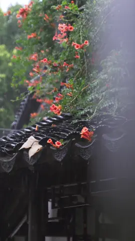 The rain in Jiangnan area is always poetic and picturesque 🌧🌺🌸🌿🍃  📍瞻园 Zhan Garden, Nanjing  #🇨🇳 #Nanjing #ChinaView #ChinaVibes #ChineseArchitecture #ChineseGarden #ChineseAesthetic #Nature #Scenic #Culture #Travel #China #Cina