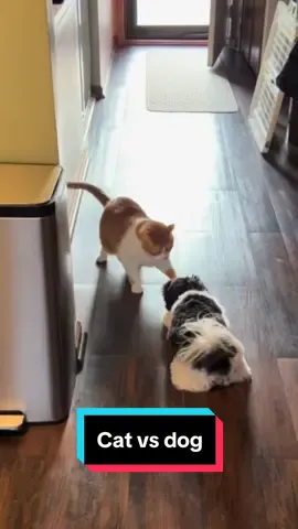 These two always at it  #catvsdog #slap #catsanddogs #cat #dog #buddies #fight #havanese #doglife #dogsoftiktok #fypシ #fyp #crazydogs #crazycat #norman #funny 