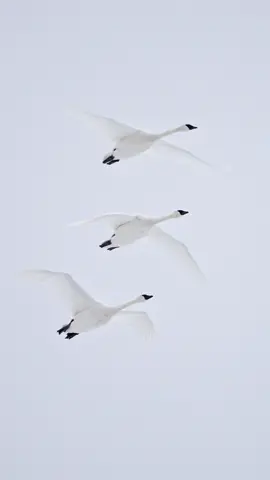 The swans in the sky are elegant, poetic and picturesque, which makes people fascinated.#bird #swan 