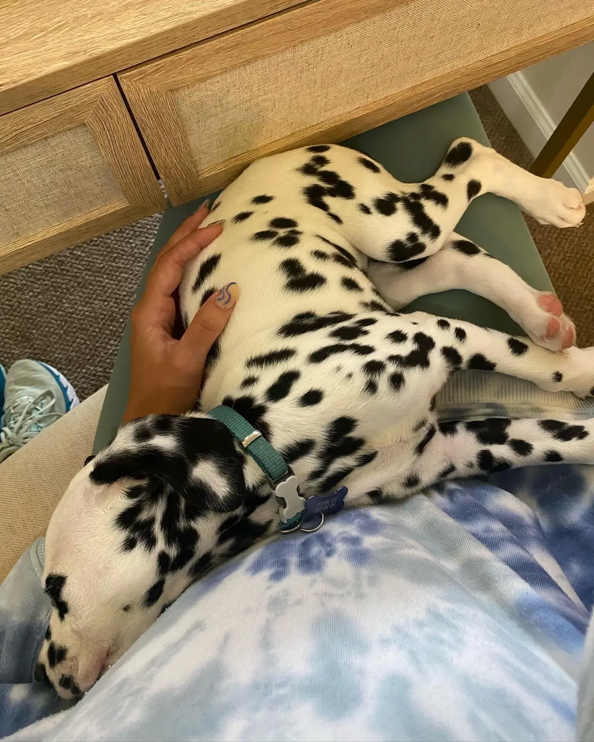 Forever sitting in my lap while I work. 🥹 #dalmatian #dalmatiansoftiktok #dogsoftiktok #puppytiktok #charleston 