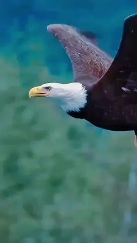 قوة نسر 🦅 #aigle #eagle #نسر #foryou #bts 