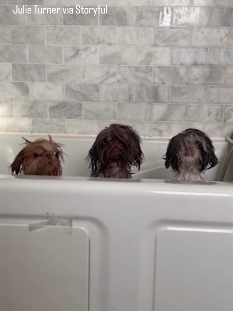 A dog owner in New York captured the adorable moment her three pups popped their heads over the side of the tub mid-bath. #news #fyp