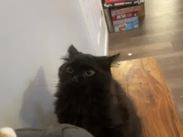#fyp #catsoftiktok #kitten #fluffy #viral #viralvideo #getmefamous #soundeffects #cutecats #attack 