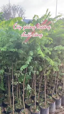 Cây giáng hương #thongtre #bds #goquy #caycanh #caycongtrinh   Giáng hương đuôi công là một cây công trình, cây bóng mát có gỗ rất quý đem lại giá trị kinh tế lớn, phục vụ cho ngành công nghiệp sản xuất gỗ, đồ nội thất và đặc biệt gỗ giáng hương rất được ưa chuộng trong việc sản xuất các vật dụng trong nhà. Giáng hương đuôi công phù hợp với khí hậu của nước ta nên cây rât khoẻ, có thể chống chọi với nhiều loại bệnh tật, sâu bọ. Thực sự giáng hương khi về Việt Nam thì nó có giá trị về thẩm mĩ hơn là lấy gỗ, cây được trồng dọc các con đường, tuyến phố mang một vẻ cảnh quan đẹp và ấn tượng. Ngoài ra cây còn có ý nghĩa về tâm linh lớn như cây đem lại may mắn, xua đuổi tà ma bảo vệ gia chủ.     Là loài cây ưa sáng nên ở những nơi có ánh sáng tốt, trong rừng rất dễ bắt gặp loài này. Cây ưa những nơi, có đất thoát nước tốt, phát triển trong môi trường đất thịt, đất badan, cây cúng có thể phát triển trên đá như mắc ma và trầm tích hay tại những nơi có đất nghèo dinh dưỡng.   Mùa ra hoa của giáng hương đuôi công này cũng giống như những loài giáng hương khác là từ tháng 1 đến tháng 4 và mùa quả sẽ bắt đầu là tháng 4 đến tháng 6.    Giá trị cảnh quan của cây giáng hương đuôi công   Cây giáng hương đuôi công được trồng trong các khuôn viên, nhà ở, bệnh viện hay trong các khuân viên biệt thự,...nhờ cây có khả năng thanh lọc không khí, ngăn chặn tiếng ồn tốt. Cây có cành lá sum xuê tạo bóng mát hiệu quả, vẻ đẹp của cây là không thể chối cãi khi mùa hoa nở và một mùi hương nhẹ nhàng và dễ chịu.     Giáng hương đuôi công trồng trên đường phố Giáng hương đuôi công tạo bóng mát và cảnh quan cho các con đường nhờ đặc điểm sinh trưởng nhanh chóng của loài cây này   Cây giáng hương được trồng ở đường phố và vỉa hè vì những ưu điểm sau: - Cây có tần tán đều phát triển cân đối tỏa tròn. - Cành nhánh mềm nhưng không giòn nên hạn chế việc gãy cành nhánh gây nguy hiểm cho người đi đường. - Cây giáng hương có hoa màu vàng nghệ rất đẹp mắt nếu cả con đường đồng loạt trổ hoa. - Giáng hương là cây họ đậu nên có tốc độ sinh nhanh, khả năng chịu đựng sâu bệnh và thời tiết tốt.