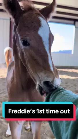 Freddie’s first time outside🐴 #foalingseason2024 #foalsoftiktok #foalsof2024 #foalingseason #redroan #mareandfoal #gingerandfred 