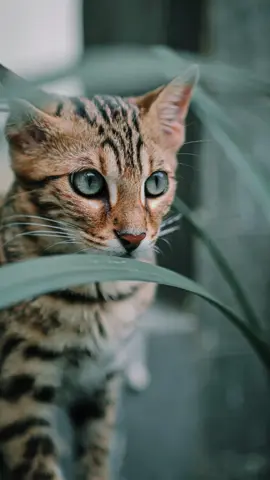 Calon garong #fyp #fypシ #asianleopardcat #bengal #cat #bengalcat #bengalcatsoftiktok #wallpapers #wallpaperaesthetic 