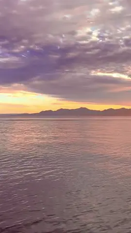 Look at this beautiful killer whale (Orcinus orca) breach the water's surface beneath a brilliant pink sky. The largest member of the dolphin family, killer whales are found in all oceans and seas of the world, usually in family groups. 🎥 @sweet_salt_t #ausgeo#australia#ocean#beach#seeaustralia#whale #dolphin #sealife #orca #killerwhale #nature #wildlife #naturephotography #wildoz #exploremore #conservation