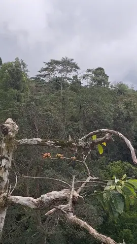 siamang sumatra..?? #Symphalangussyndactylus ) 