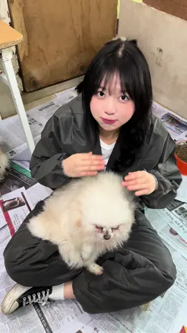 당신의 강아지에게 투표하세요 #유기견봉사 