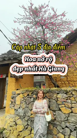Cập nhật tình hình hoa đào hoa mận ở Hà Giang ngay lúc này 🌸🌸🌸 #phuongdidau #hagiang #reviewhagiang 