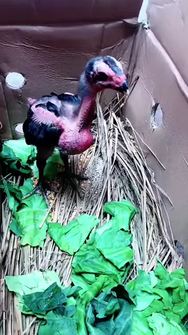 ô tí hon 👌👌🐔🥰🥰🥰🥰🥰#gàchiến #gà_chọi_việt_nam #xuhuongga #ganoivietnam #gà_chọi_việt_nam❤️ #?gachoivietnam🐓🐓🐓 #gàchọiviệtnam #gachoivietnam #gàchọiviệtnam🐓🐓🐓 