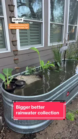 Harvesting rainwater in a stock tank offers significant benefits for gardeners in Texas compared to using municipal water, plus I find water gardening really enjoyable in our hot summers. Rainwater is naturally soft and free of chlorine and other chemicals typically found in treated water, making it ideal for plants. Using rainwater also reduces the demand on municipal water supplies and helps conserve this valuable resource. #texasgardening #gardening101 #centraltexasgardener #gardenproject #DIY #gardendiy #gardening #pond #diyproject #organicgardening #rainwater #rainchain #rainwatercollecting #rainbarrel #watergarden 