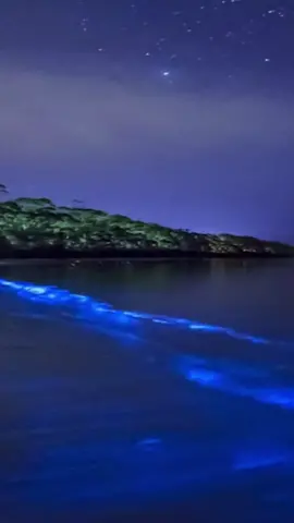 Mythical glowing waters await in Puerto Rico! 💙✨ As we paddled out into the bioluminescent lagoons under a full moon, slow swirls from our kayak turned the waters into glittering swirls of blue stardust. Like Avatar in real life, we were completely spellbound. The mangroves cast pockets of fairy tale scattering light that left us feeling we'd drifted into another dimension—an enchanting hidden wonder only found right here in PR! Who wants to take the ultimate magical adventure with me? 🧚‍♂️ #biobay #puertorico #islandlife 
