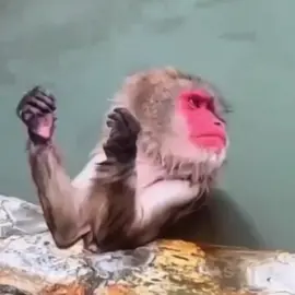 Um compilado de Macacos dando pinta