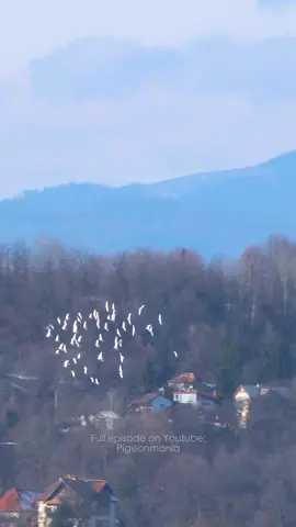 Porumbei voiajori de munte. #porumbei #racingpigeons #peregrinefalcon #hawk #nature 
