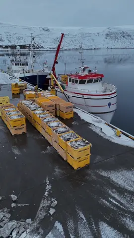 Another good offload at our home port of Tálknafjörður after a one-day trip in the víkuráll fishing grounds, where we filled the boat with around 24 tonnes of fish on 24,000 hooks. The catch primarily consisted of cod, but we also caught many big and beautiful haddock 🎣 😄#comercialfishing #longline #fishing #iceland #drone #CapCut 