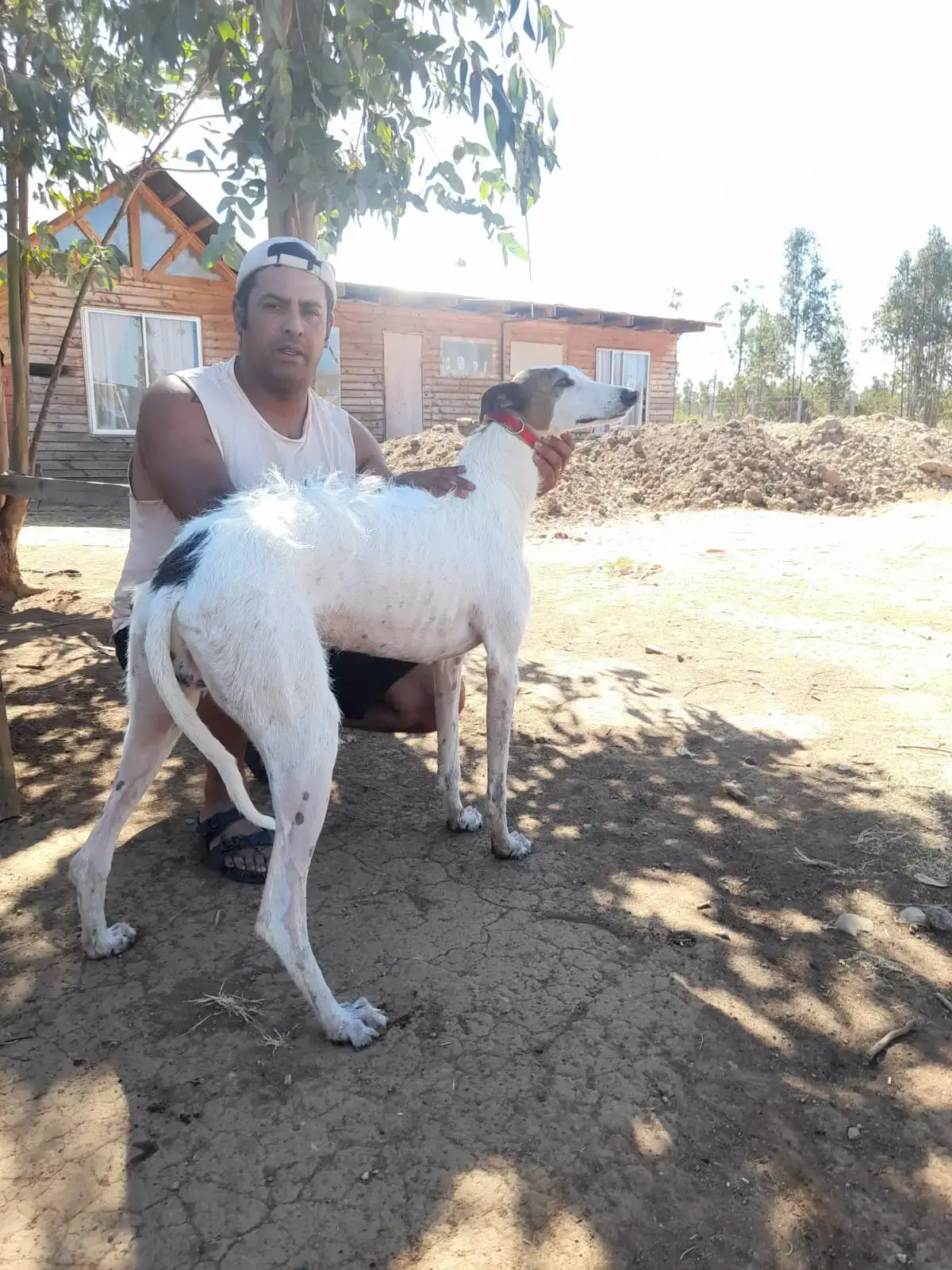 #Palenque perro de mil batallas#galgos y liebres#pura Región del Ñuble