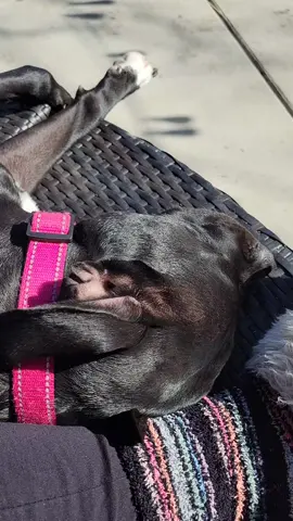 My girl #bella dirty from playing & enjoying the 🌞 