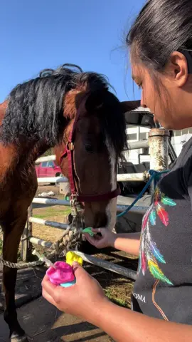 giving lucero a peeps marshmallow for the first time 🫠 #peepsmarshmallow #marshmallow #peeps #mustang #horse #eatingacandyforthefirsttime #firsttime #reaction #horsereaction