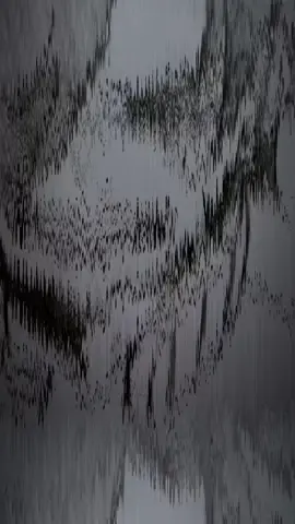 雰囲気#CR #だるさか #だるまいずごっと #ありさか #初投稿 