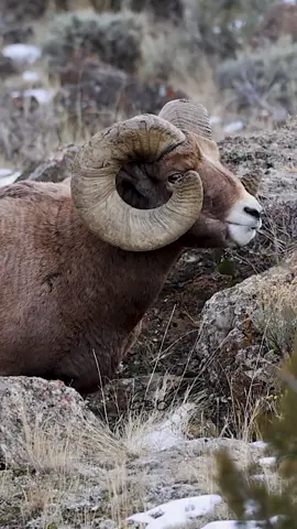 This old ram’s front teeth are worn down to nubs. How old do you think he is?  www.GoodBullGuided.com  #Photography #wildlife #nature #montana #reels #goodbull #bighorn #wildsheep 