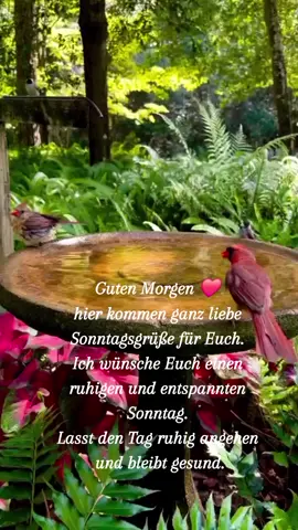 #gutenmorgentiktok #neuertagneuesglück #wochenende #sonntag #habteinenschönentag #fyp #foryou #viralvideo 