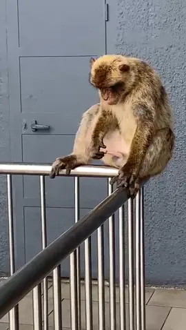 #monkeydance #viral #fouryou🐒🙈 