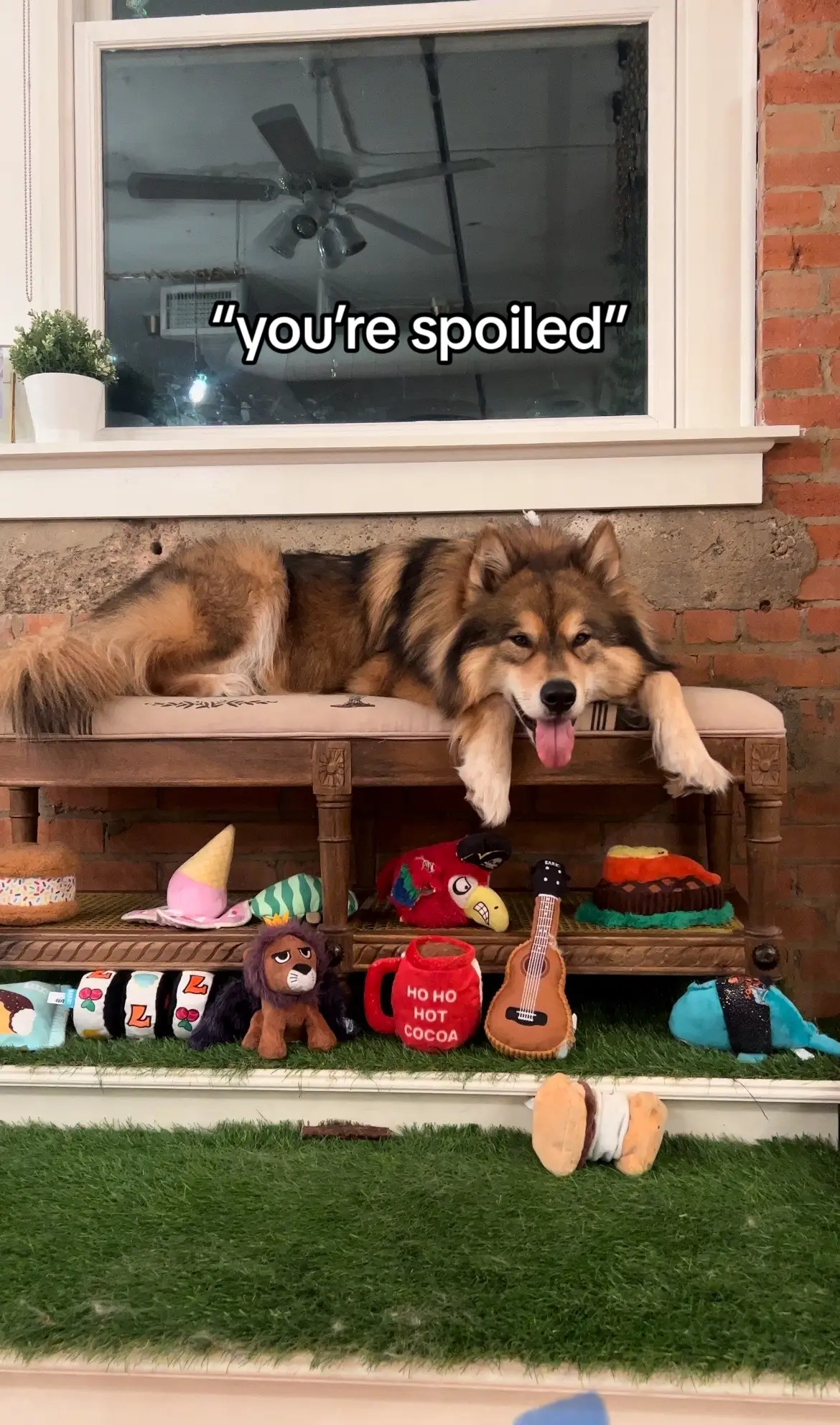 #spoileddog #fluffydog #wolfdog #jasperthewolfdog #fyp 