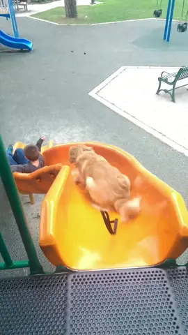 Brody loved the slide too! 😂😂            #goldenretriever #playground #dogsoftiktok #fyp #MomsofTikTok 