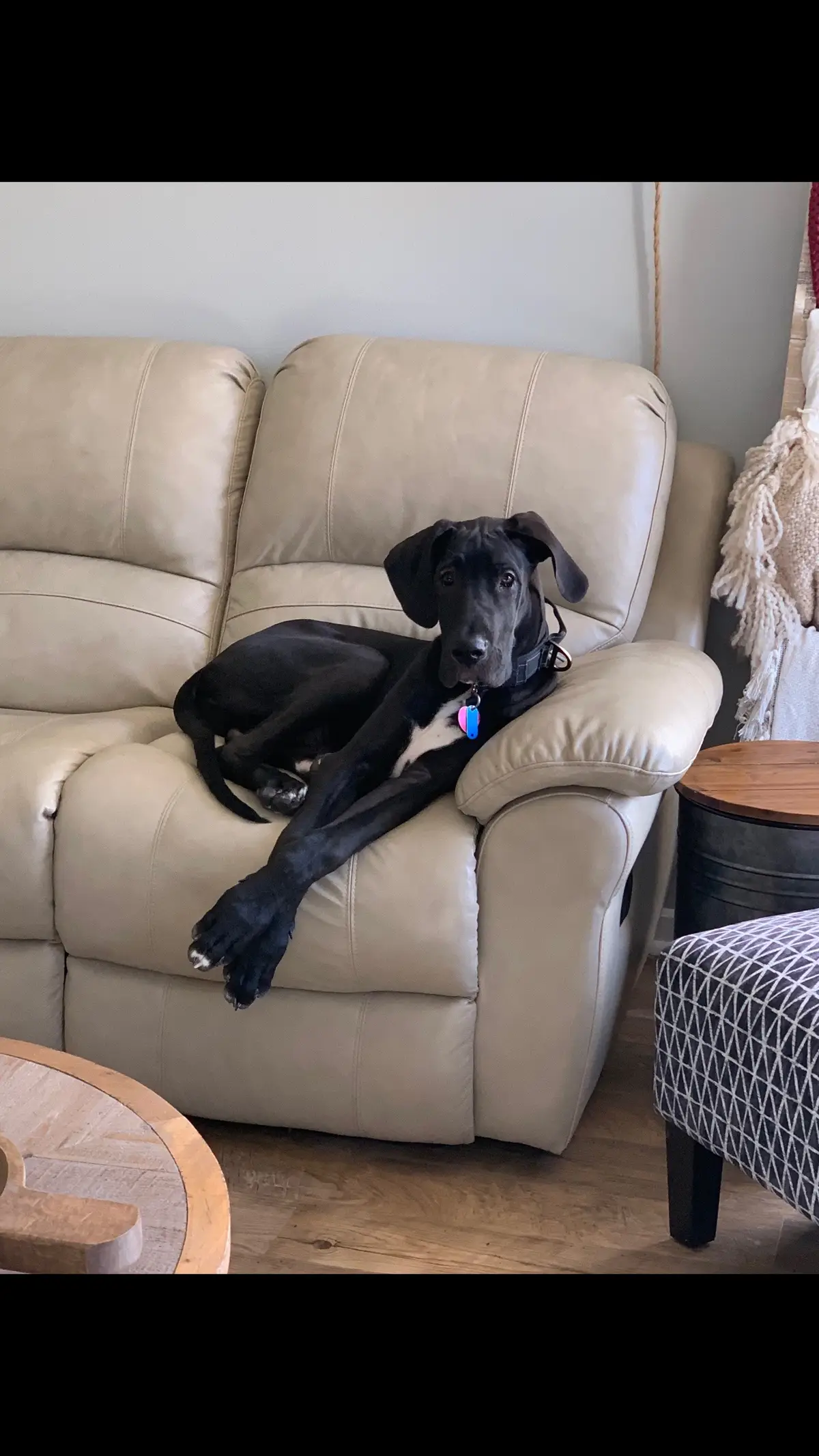 #Greatdanepuppies #greatdanesoftiktok #Huxley  