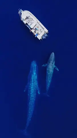 🐋🌊🐬🪸🐚 #CapCut #marinebiology #sealife #oceanlife #wildlife #sharkvideo #naturelover #fyp #oceanconservation #underwaterworld #explorepage #sharkweek #tiktoknature #marineconservation #savethesharks #sharklove #sharkfacts #oceanexploration #marineecosystem #sharkresearch #biodiversity #tiktokwildlife #oceanphotography #sharkdive #tiktokscience #savetheocean #discoverocean #oceanadventure #sharkeducation #ocean #sea #marinelife #marinelifeenthusiast #mantaray #dugong #manatee #seaturtle #turtle #fypシ゚ #fyp #fypシ゚viral #shark #jellyfish #whale #whaleshark #seal #oceansealife #orca 