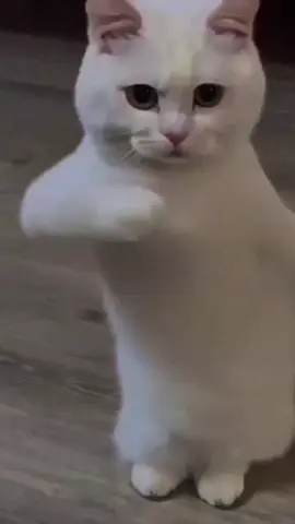 Cat dance #viralvideo #tiktok #follow #viral #foryou #foryoupage #entertainment #funnyvideos #shorts #catdance 
