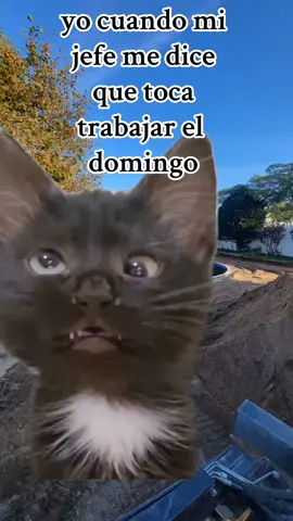 #Meme #MemeCut #CapCut trabajoenusa